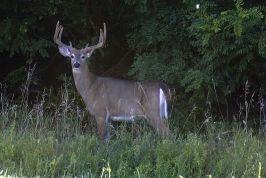 Wisconsin Wildlife Area Pictures