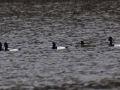 D 800X533 IMG 0830 D 800X533 IMG 0830