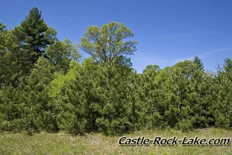 Castle Rock Development